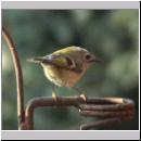 Regulus regulus - Wintergoldhaehnchen 12.jpg